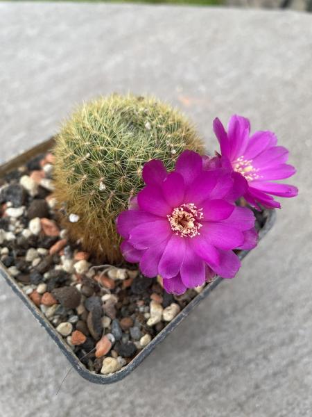 Sulcorebutia albissima